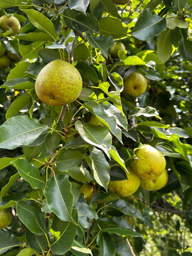 Pears Growing on Pear Tree in Late Summer