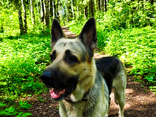 German Shepherd enjoys a walk through the forest in summer amidst bright green trees and trails