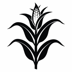 Black corn plant with leaves shows a simple monochromatic isolated harvest image