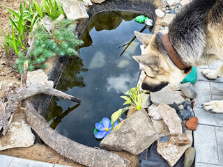 German Shepherd explores a garden pond surrounded by rocks and plants on a sunny day