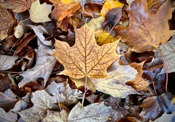 Yellos autumn leaves on the ground, Québec, Canada.