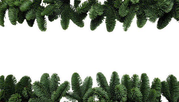 Green fir branches arranged in parallel rows at the top and bottom edges of the frame on clean white background