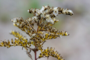 Kanadische Goldrute  im Herbst