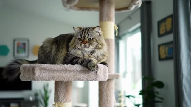 Fluffy Persian Cat Sitting Comfortably on Carpeted Tree Tower, Feeling Relaxed and Content Inside Modern Home Interior, Pet Care Concept