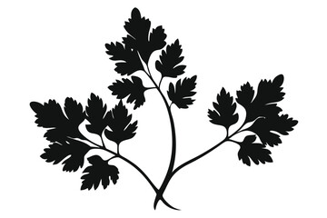 Parsley herb silhouette against a white background showing intricate leaf details for culinary or botanical use