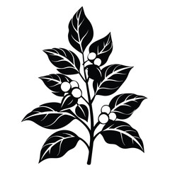 Silhouette shows a vibrant plant with dark foliage and prominent white berries arranged beautifully