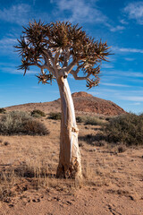 A quiver tree in the arid landscape of the Richtersveld in the Northern Cape region of South Africa