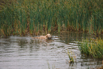 Retriever brings a duck on a hunt. Hunting dog, Training, training, upbringing. Working Golden Retriever in action