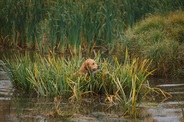 Retriever brings a duck on a hunt. Hunting dog, Training, training, upbringing. Working Golden Retriever in action