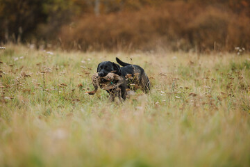 Labrador Retriever brings a duck on a hunt. Hunting dog, Training, training, upbringing. Working Retriever in action