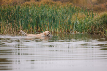 Labrador Retriever brings a duck on a hunt. Hunting dog, Training, training, upbringing. Working Retriever in action