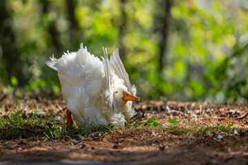 male pekin duck in a downward posture