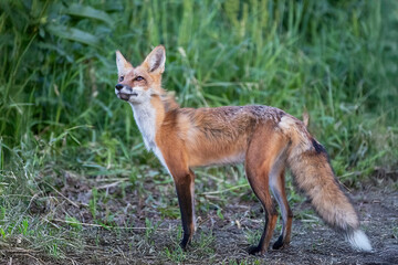 mature fox standing in field looking upward