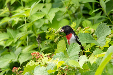rose breasted grosbeak in berry bushes
