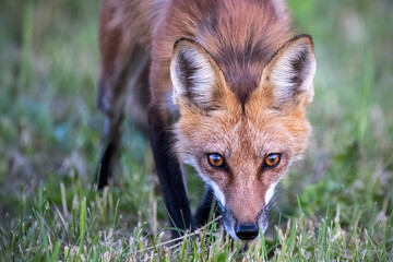 adult fox walking with head down towards the viewer