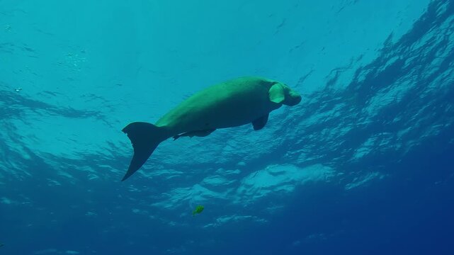 Sea Cow, Dugong dugon slowly swims up in turquoise water exhaling air bubbles, Medium shot, Slow motion