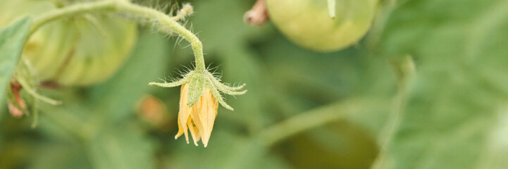 Young tomato blossom on vine with unripe fruit in lush green garden setting.