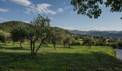 Spectacular photos of olive trees