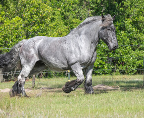 adult female Belgian Brabant draft horse mare runs in field