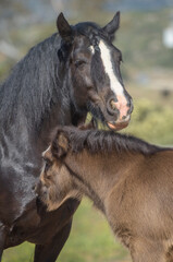 Fototapeta premium tender moment with adult female Gypsy Vanner Horse mare and foal baby