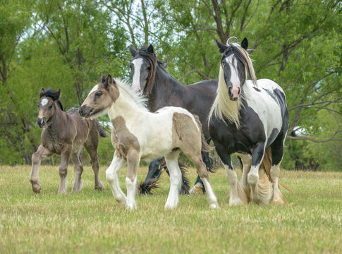 Pair of Gypsy Vanner Horse adult mares with colt anf filly foals at side running