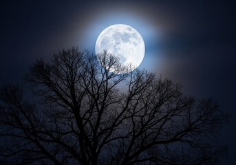 Naklejka premium Bright full moon shines through silhouetted bare tree branches in the night sky