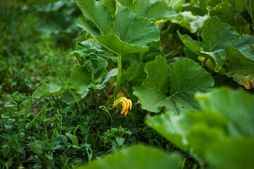 Pumpkin plant with bright yellow flower growing among large green leaves in garden