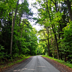 Fototapeta premium Road through lush forest with towering trees under bright daylight conditions