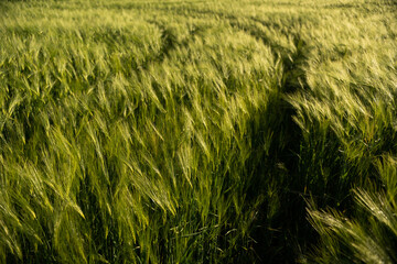 Green barley field with wind-blown ears in sunlight, natural agricultural background