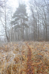 Fototapeta premium A path through the forest on frost
