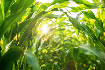 Corn plants growing close-up with sunlight shining through green leaves in summer field