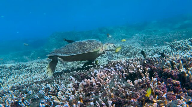A beautifully patterned Green Sea Turtle swimming the in crystal clear blue waters of a tropical coral reef lagoon on the Great Barrier Reef, QLD Australia.