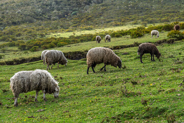 A flock of sheep grazing in a lush and beautiful valley.