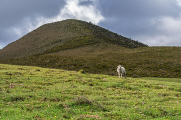 Naklejka premium A little sheep on a hill in a high mountain valley in a landscape that inspires tranquility and peace.