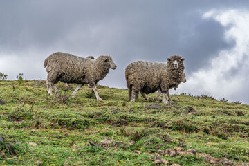 Flock of sheep gathered and walking in a green valley. Gray and cloudy sky of highlands.
