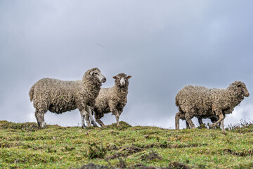 Flock of sheep gathered and walking in a green valley. Gray and cloudy sky of highlands.