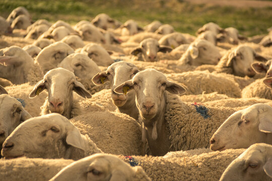 Ovejas de Raza Manchega en Castilla La Mancha. Espa&ntilde;a