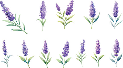 Watercolor Lavender Flower Collection Set Isolated on White