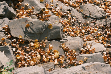 Dried Brown Autumn Leaves Texture Natural Background