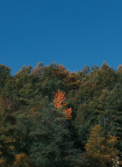 Colorful Autumn Forest Trees with Yellow Orange Foliage