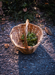 Fresh Mushrooms in Wicker Basket Autumn Forest