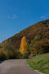 Scenic Mountain Road Through Autumn Forest Landscape
