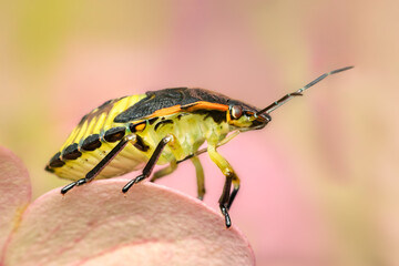 Green stinkbug on top of an hydrangea flower with blurred colorful background