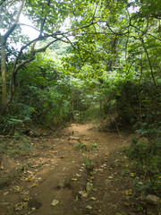 Hiking Cendono Hill in Mojokerto, Indonesia, offers a truly comprehensive view, encompassing rice paddies, valleys/cliffs, landscapes, and a pristine river.