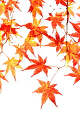 鮮やかに色づいたカエデの葉のクローズアップ　白背景