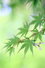 かえでの青葉のクローズアップ	