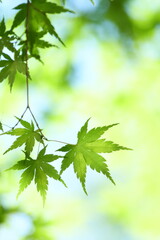 かえでの青葉のクローズアップ	