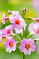 Obraz premium 満開のクリンソウのクローズアップ