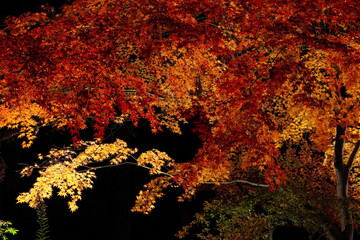 ライトアップされたカエデの紅葉