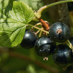 Close-up of ripe blackcurrants on a branch with green leaves in sunlight.